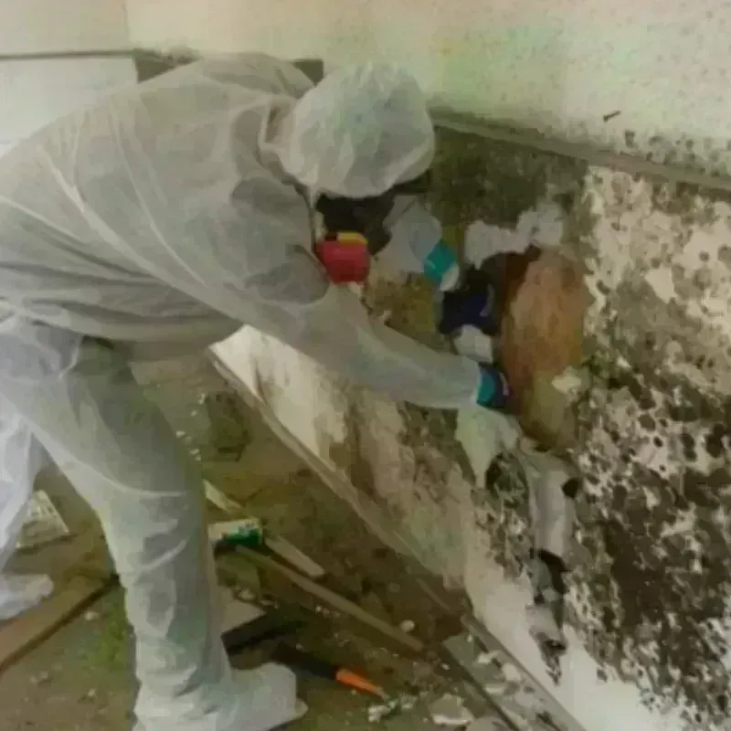 Mold Remediation and Removal in Lamar County, MS